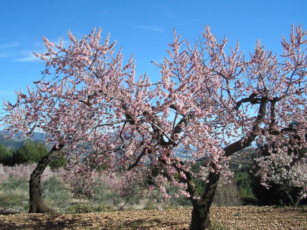 Apartamentos Serrella - Rural Guadalest Benimantell Eksteriør billede